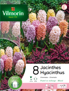 Jacinthe Pastel en Mélange (x8)